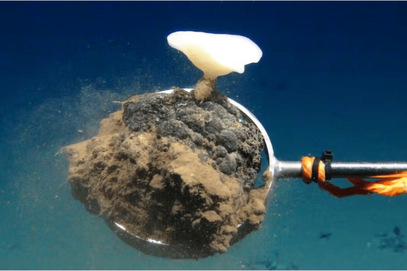 Deep sea mining plans vs renewable energy demand vs ocean life