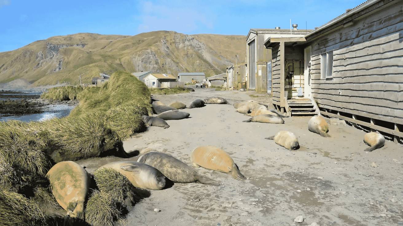 Government researchers to abandon Macquarie Island station
